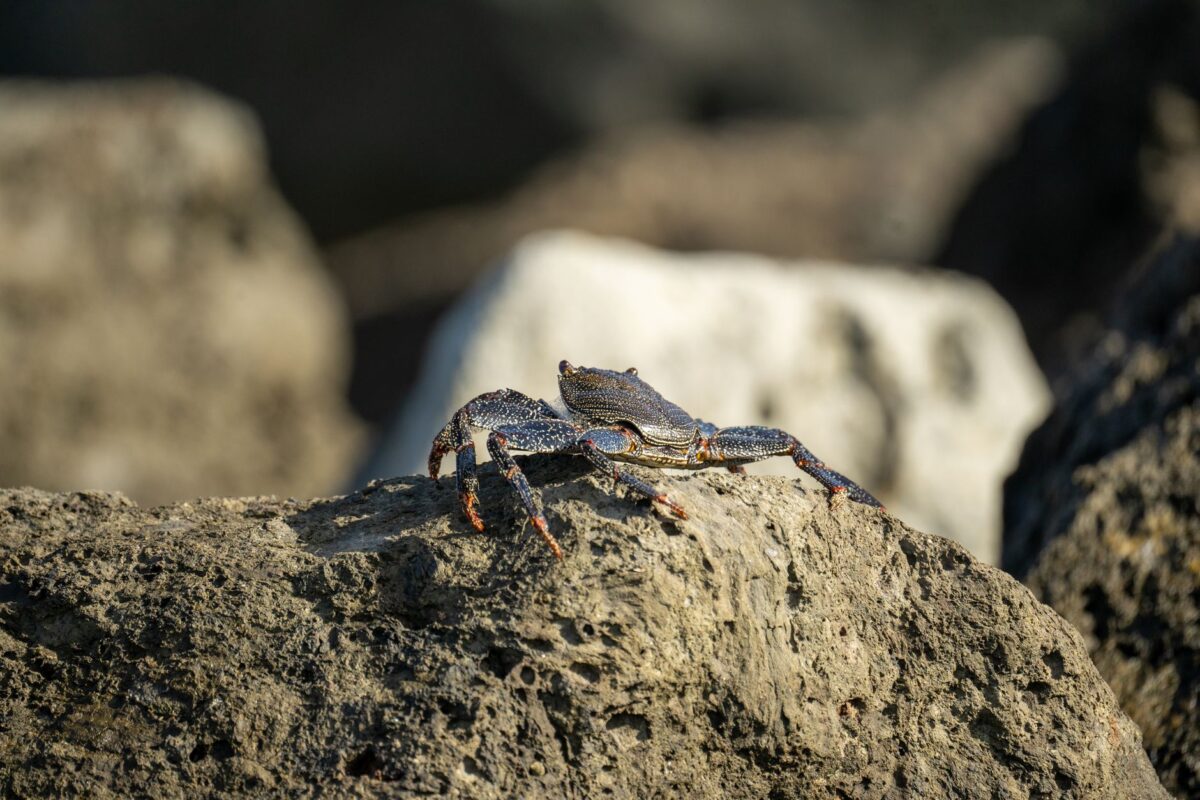 prismana semaine octobre danzard aniimo cristocrabe